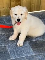 Golden retriever pups, Animaux & Accessoires, Chiens | Retrievers, Épagneuls & Chiens d'eau, Golden retriever, 8 à 15 semaines