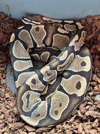 1.0 ball python - classic scalelesshead, Slang, Tam, 3 tot 6 jaar