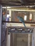 Koppel halsbandparkieten violet wkws x blauw pastel opaline, Dieren en Toebehoren, Meerdere dieren, Parkiet, Geringd