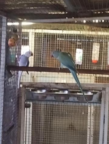 Koppel halsbandparkieten violet wkws x blauw pastel opaline beschikbaar voor biedingen