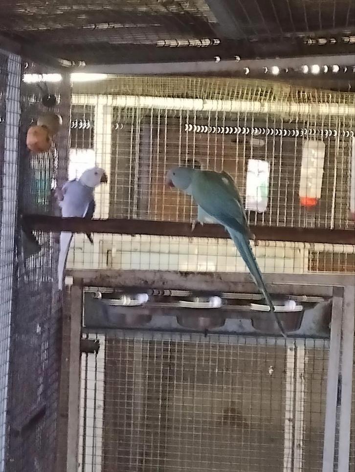 Koppel halsbandparkieten violet wkws x blauw pastel opaline, Dieren en Toebehoren, Vogels | Parkieten en Papegaaien, Parkiet, Meerdere dieren