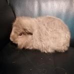 2 Ch teddy beertjes, Dieren en Toebehoren, Knaagdieren, Cavia, Juni, Mannelijk, Tam