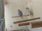 2 koppels grasparkieten, Dieren en Toebehoren