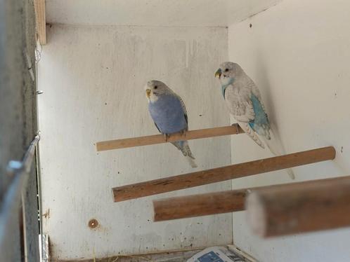 2 koppels grasparkieten, Dieren en Toebehoren, Vogels | Parkieten en Papegaaien