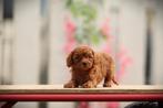 Dwergpoedel pups, Belgisch fokker, Dieren en Toebehoren, Poedel, België, CDV (hondenziekte), 8 tot 15 weken