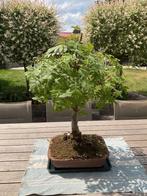 Bonsai Sorbus Aucuparia, Ophalen, In pot