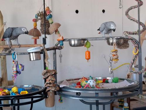 2 grijse roodsraart en te koop, Dieren en Toebehoren, Vogels | Parkieten en Papegaaien