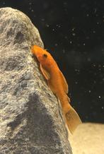Ancistrussen red, Dieren en Toebehoren, Vis, Zoetwatervis