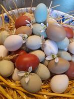 Broedeieren Easter Eggers, Dieren en Toebehoren, Nieuw, Ophalen of Verzenden