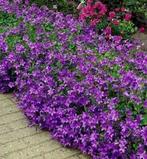 Campanula portenschlagiana of klokjesbloem, Ophalen, Bodembedekkers, Volle zon, Vaste plant