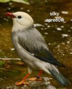 Bewezen kweektrio silky spreeuwen + jongen 2025, Dieren en Toebehoren