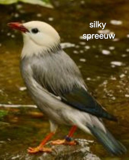Bewezen kweektrio silky spreeuwen + jongen 2025, Dieren en Toebehoren, Vogels | Overige Vogels