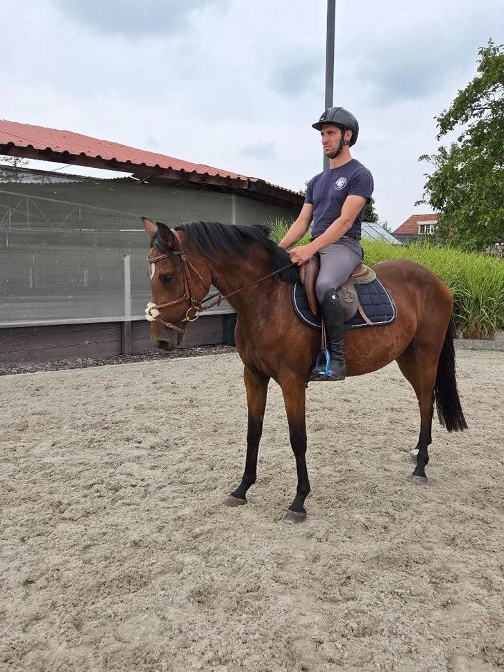 Lieve E-pony/klein paardje, Dieren en Toebehoren, Paarden, Merrie, Zadelmak, Minder dan 160 cm, 3 tot 6 jaar, Springpaard