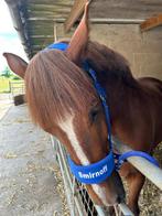 Jonge ruin, Dieren en Toebehoren, Pony's, Ruin, Onbeleerd, Gechipt, 3 tot 6 jaar