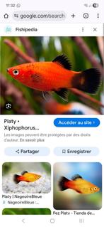Platy orange à vendre, Animaux & Accessoires, Poissons | Aquariums & Accessoires