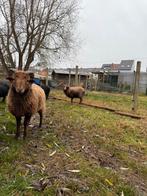 2 ouessant rammen, Dieren en Toebehoren, Schapen, Geiten en Varkens