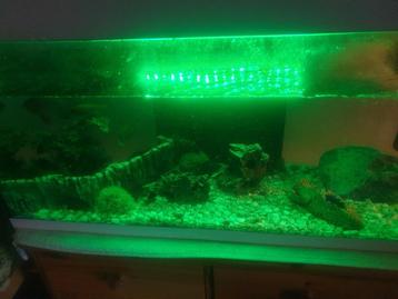 Un aquarium joliment décoré avec éclairage LED à vendre ! 