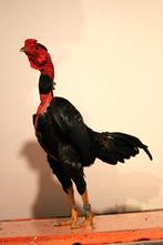 Madagaskar vechtkriel - Malgache Game Bantam, Dieren en Toebehoren, Meerdere dieren, Kip