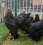 Brahma hennen zwart., Dieren en Toebehoren