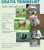 gratis trimbeurt voor honden "knip & pluk", Dieren en Toebehoren, Ophalen