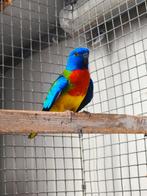2 heel mooie wildkleur splendid mannen te koop., Dieren en Toebehoren, Vogels | Parkieten en Papegaaien, Mannelijk, Parkiet, Geringd