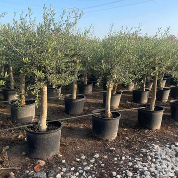 Olijfbomen olea europaea!, Enlèvement