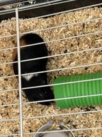 2 cavias zoeken en 5sterren huisje, Animaux & Accessoires, Rongeurs, Août, Cobaye, Domestique