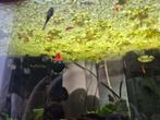 Vissen, Dieren en Toebehoren, Vissen | Aquariumvissen