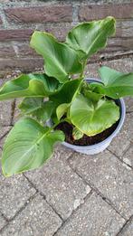 aronskelk, Tuin en Terras, Planten | Tuinplanten, Ophalen, Vaste plant, Halfschaduw, Zomer