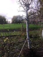 Vijg vijgenboom, Tuin en Terras, Ophalen