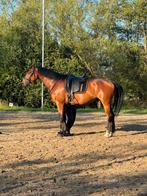 6 jarige ruin, Dieren en Toebehoren, Paarden, Gechipt, Ruin, Dressuurpaard, L