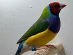 1x rk/pb van 25 split bl, Dieren en Toebehoren, Vogels | Overige Vogels
