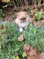 Pomeriaan pups te koop, Dieren en Toebehoren, België, Keeshond, CDV (hondenziekte), 8 tot 15 weken