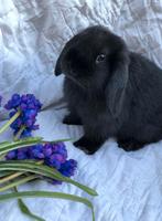 Tamme Nederlandse hangoor mannetjes, Dieren en Toebehoren, Konijnen, Hangoor