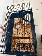 Konijn, Dieren en Toebehoren
