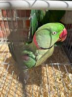 Alexander parkiet koppel, Dieren en Toebehoren, Meerdere dieren, Parkiet, Geringd