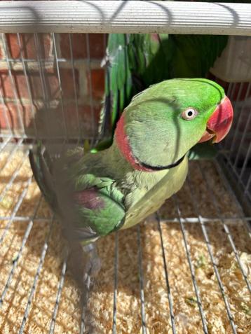 Alexander parkiet koppel  beschikbaar voor biedingen