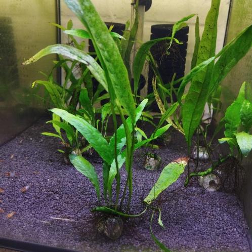 Javavaren stekjes, Dieren en Toebehoren, Vissen | Aquaria en Toebehoren, Ophalen