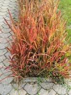 bloedgras, Tuin en Terras, Planten | Tuinplanten, Ophalen