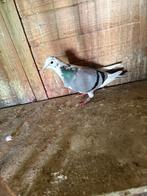 Pigeon voyageurs, Dieren en Toebehoren, Vrouwelijk, Postduif