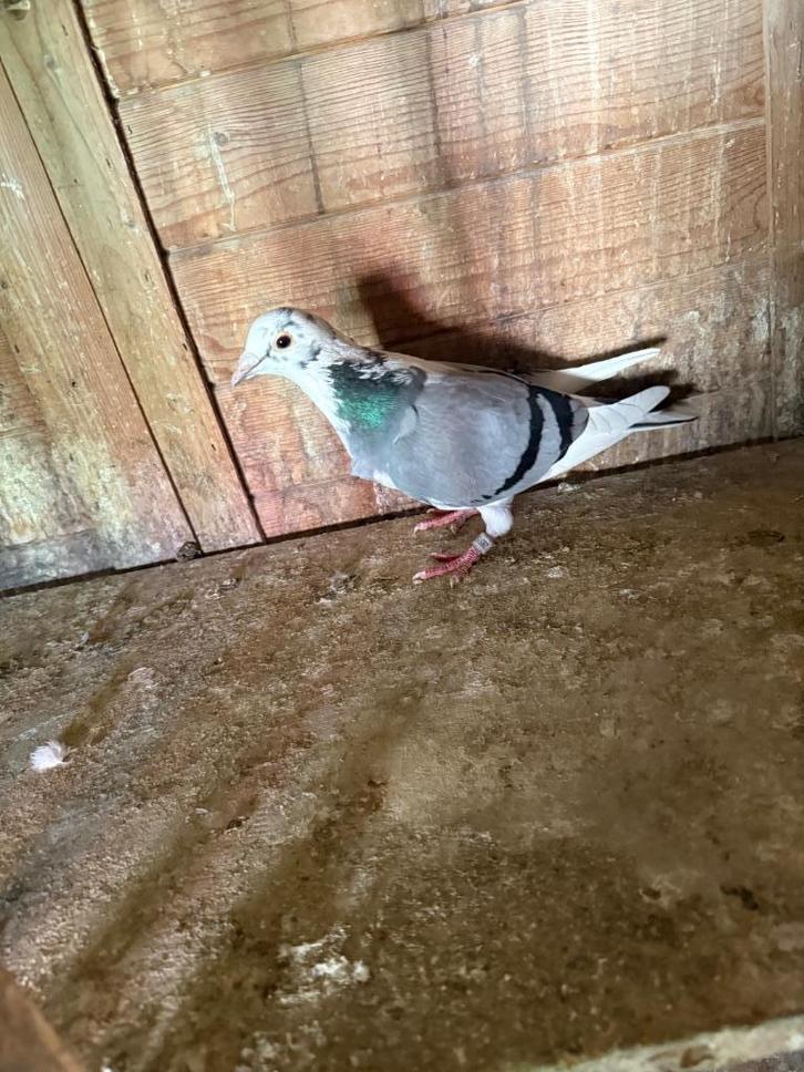 Pigeon voyageurs, Dieren en Toebehoren, Vogels | Duiven, Postduif, Vrouwelijk