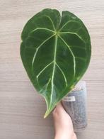 Anthurium radiant flare, Ophalen of Verzenden