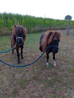 Zeer kleine mini paardjes te koop, Dieren en Toebehoren