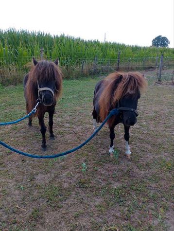 Zeer kleine mini paardjes te koop beschikbaar voor biedingen
