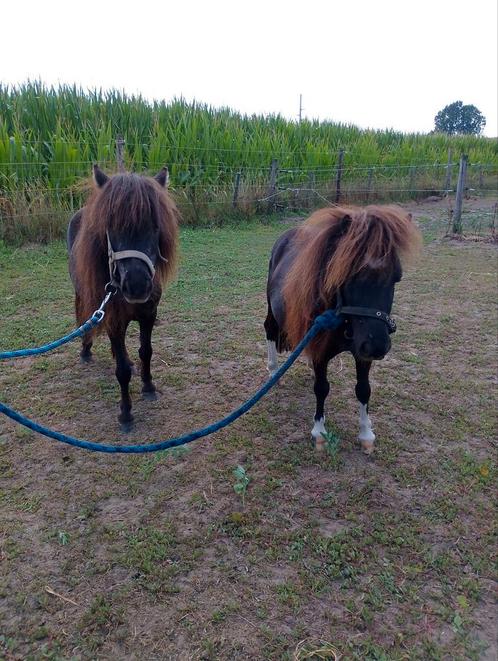 Zeer kleine mini paardjes te koop, Dieren en Toebehoren, Pony's