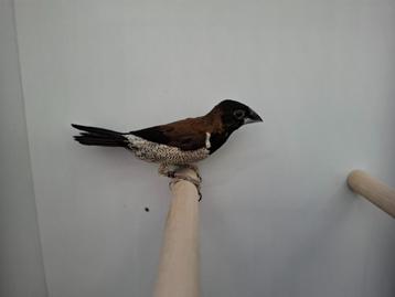 Molukken bronzeman pop, Dieren en Toebehoren, Vogels | Overige Vogels, Vrouwelijk, Tropenvogel, Geringd