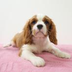 Cavalier King Charles - pups te koop (Blenheim), Dieren en Toebehoren, 15 weken tot 1 jaar, Buitenland, CDV (hondenziekte), Meerdere