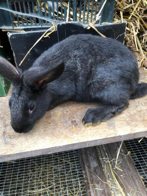 jonge konijnen, Dieren en Toebehoren, Konijnen, Groot, Meerdere dieren, 0 tot 2 jaar