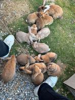 Konijnen zoeken 5 sterrenhuis, Dieren en Toebehoren, Knaagdieren en Konijnen | Toebehoren, Ophalen