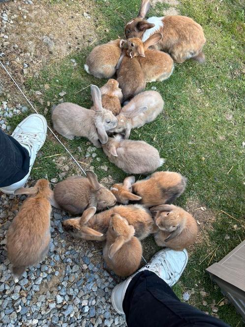 Konijnen zoeken 5 sterrenhuis, Dieren en Toebehoren, Knaagdieren en Konijnen | Toebehoren, Ophalen